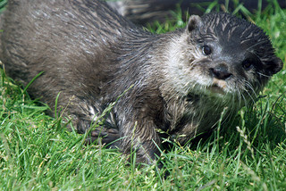 cute otter