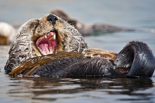 laughing otter