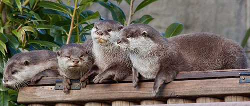 otter group