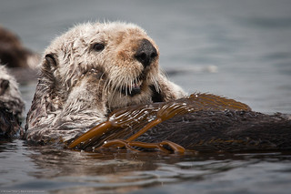 surprised otter