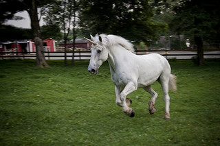 unicorn